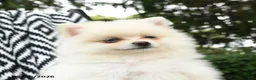 Pomeranian dogs for sale: Gouda - Ad 2