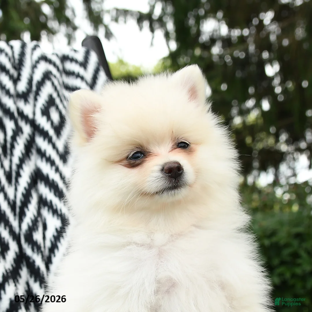 Pomeranian dogs for sale: Gouda - Ad 2
