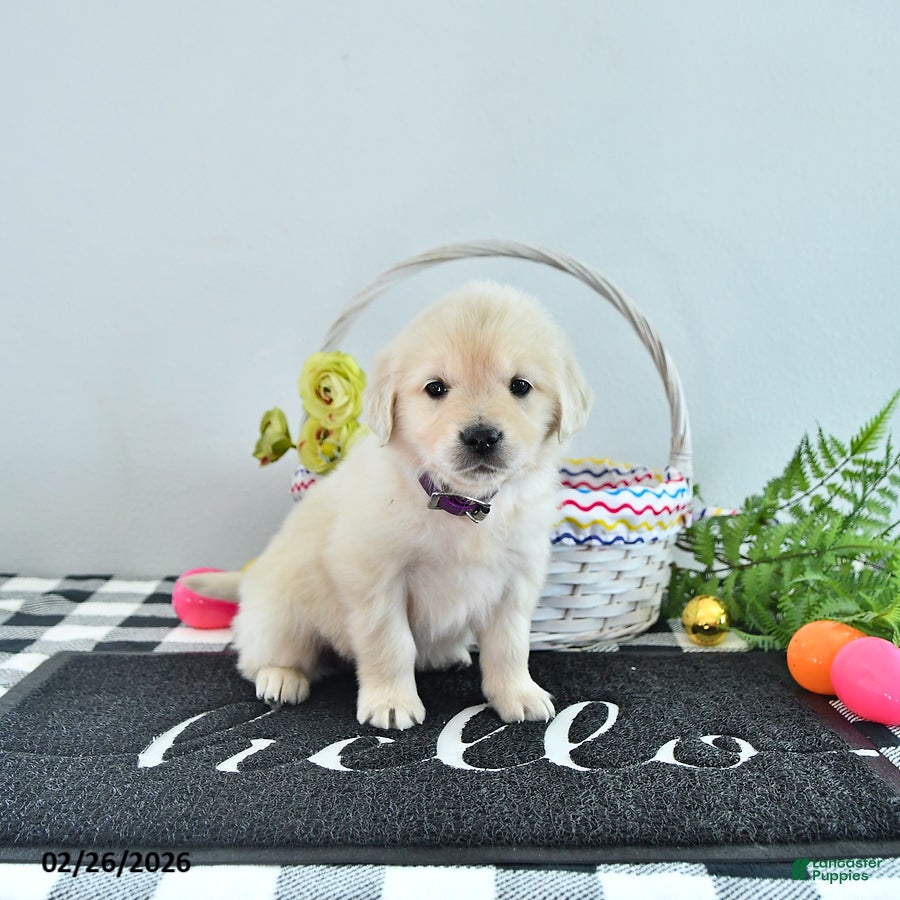 Golden Retriever dogs Mia  - Ad 1