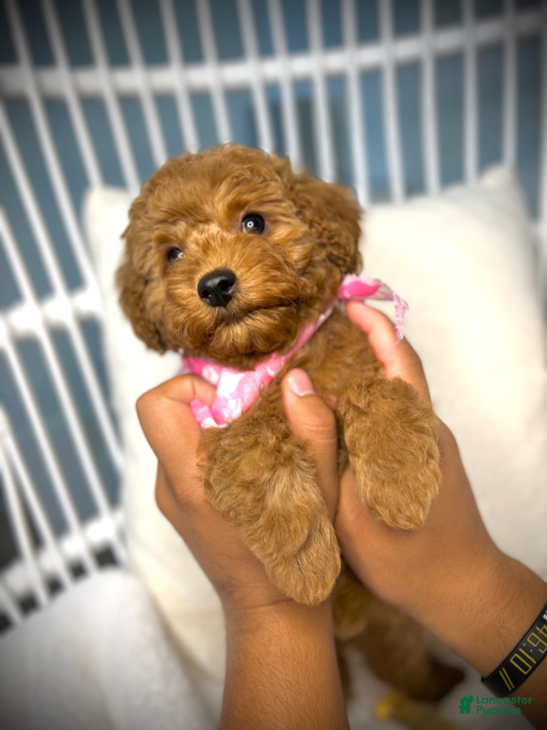 Toy Poodle dogs for sale: Toy Poodle Puppy 2 - Ad 31