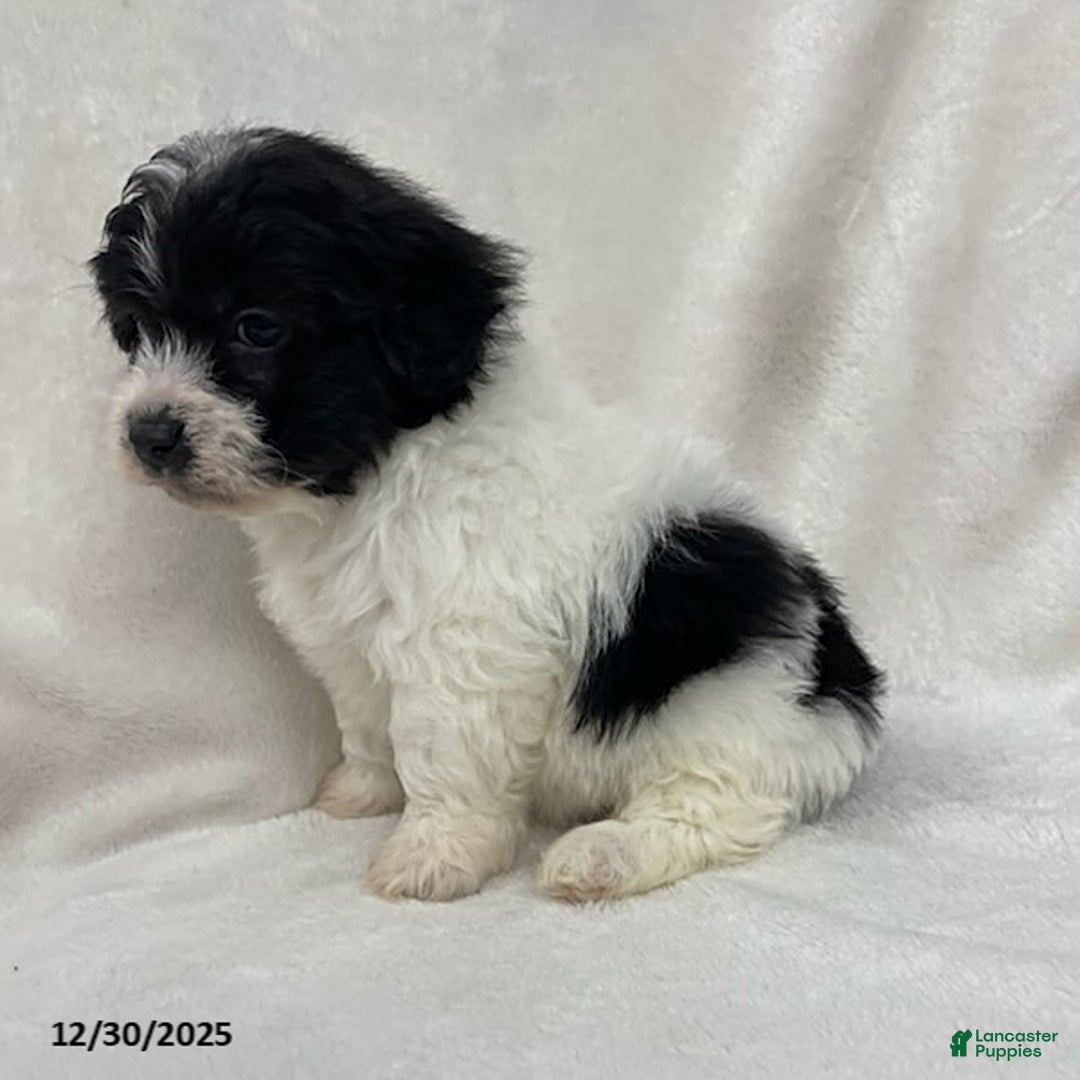 Maltipoo dogs for sale: Charlie - Ad 3