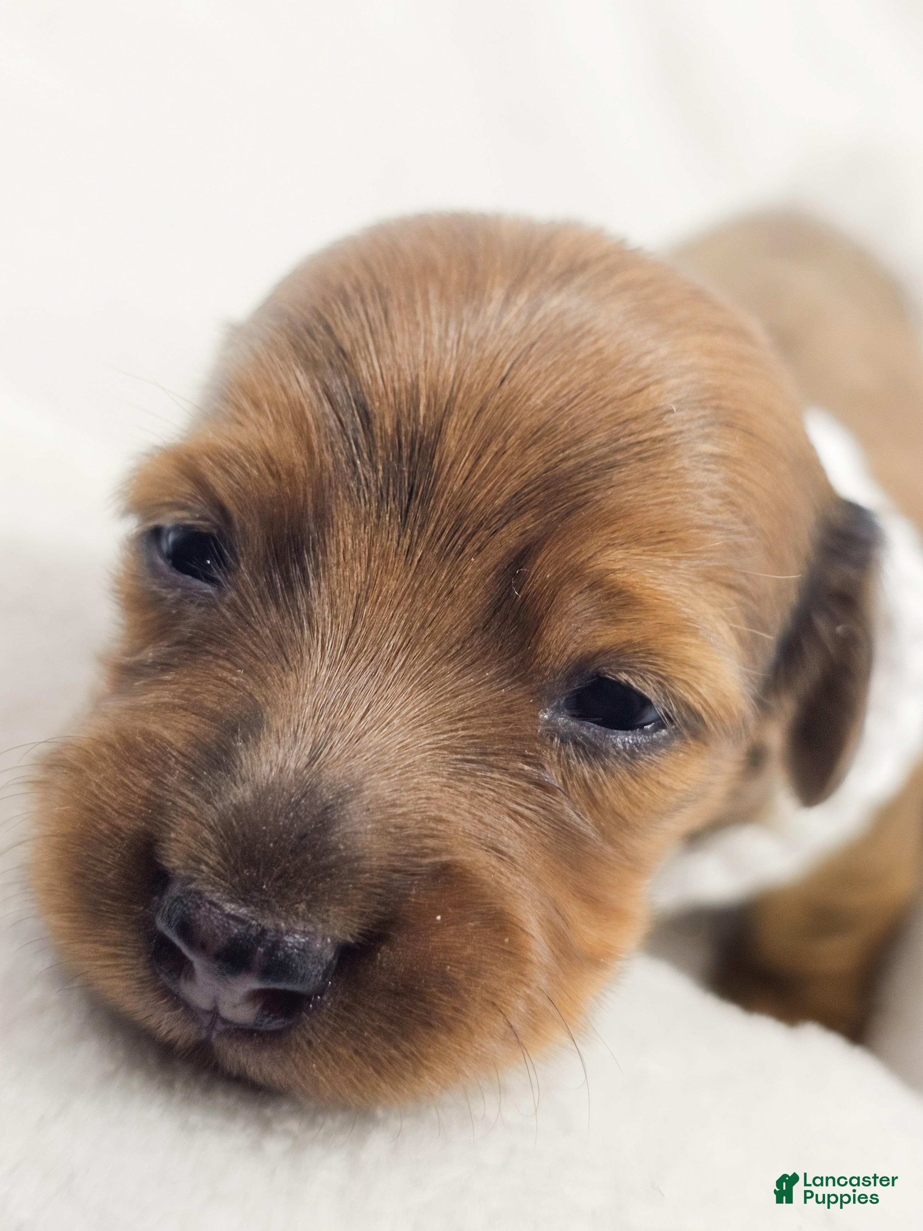 Miniature Dachshund dogs Sand - Ad 7