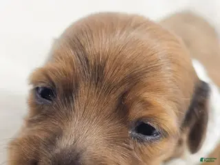 Miniature Dachshund dogs Sand - Ad 7