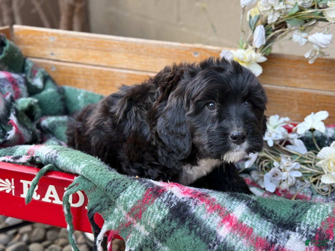 Mixed Breed dogs for sale: Raine - Ad 2