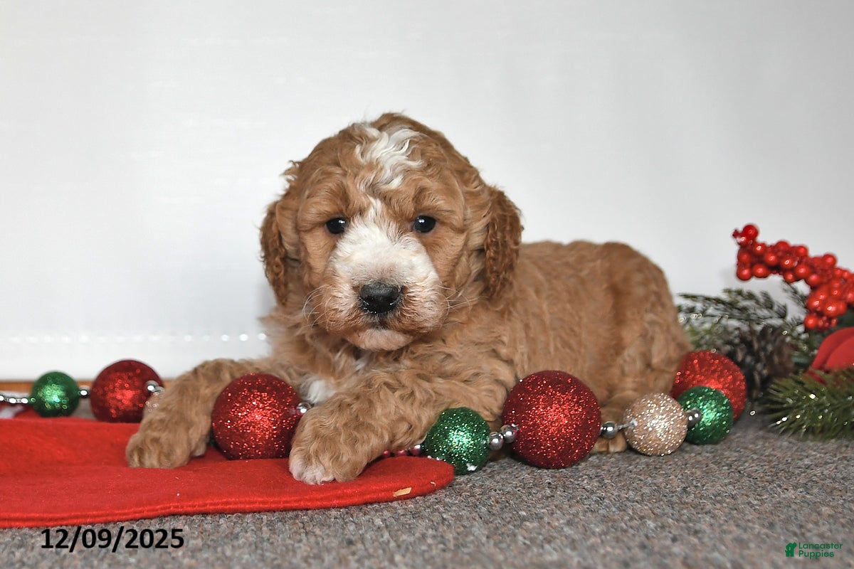 Mini Goldendoodle dogs Jill - Ad 13