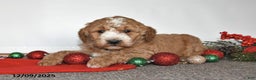 Mini Goldendoodle dogs for sale: Jill - Ad 1