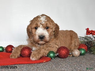 Mini Goldendoodle dogs Jill - Ad 41