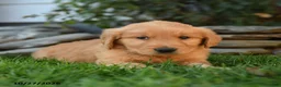 Golden Retriever dogs for sale: Rebel - Ad 3