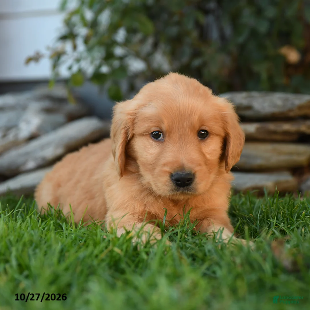 Golden Retriever dogs for sale: Rebel - Ad 3