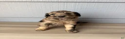 Aussiedoodle dogs for sale: Cornflower - Ad 2
