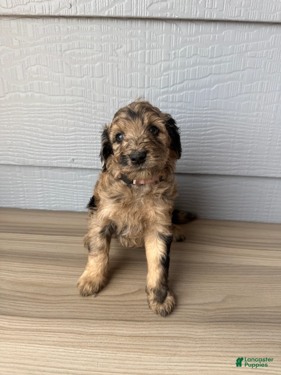 Aussiedoodle dogs for sale: Cornflower - Ad 2
