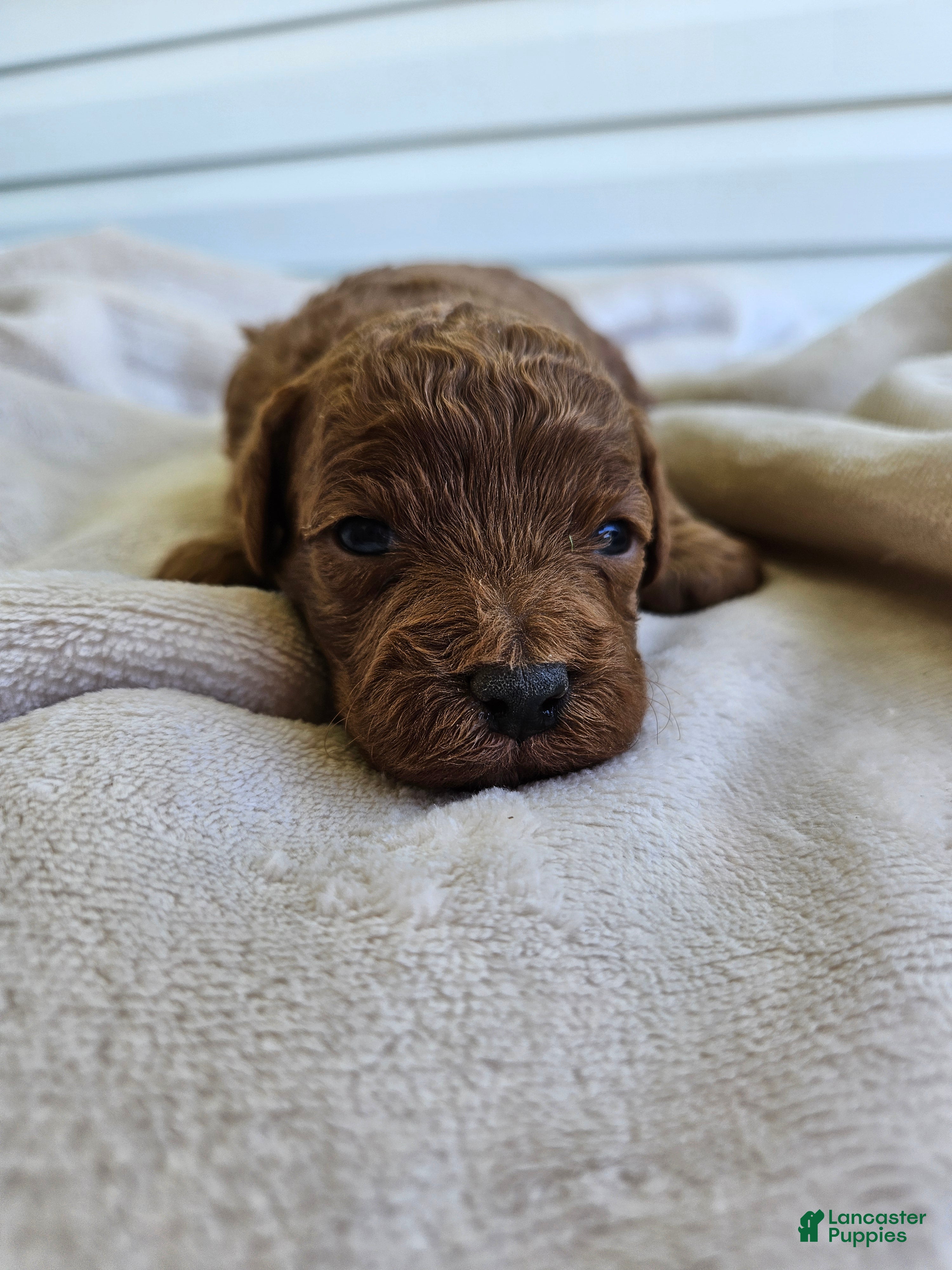 Cavapoo dogs Stormy - Ad 41