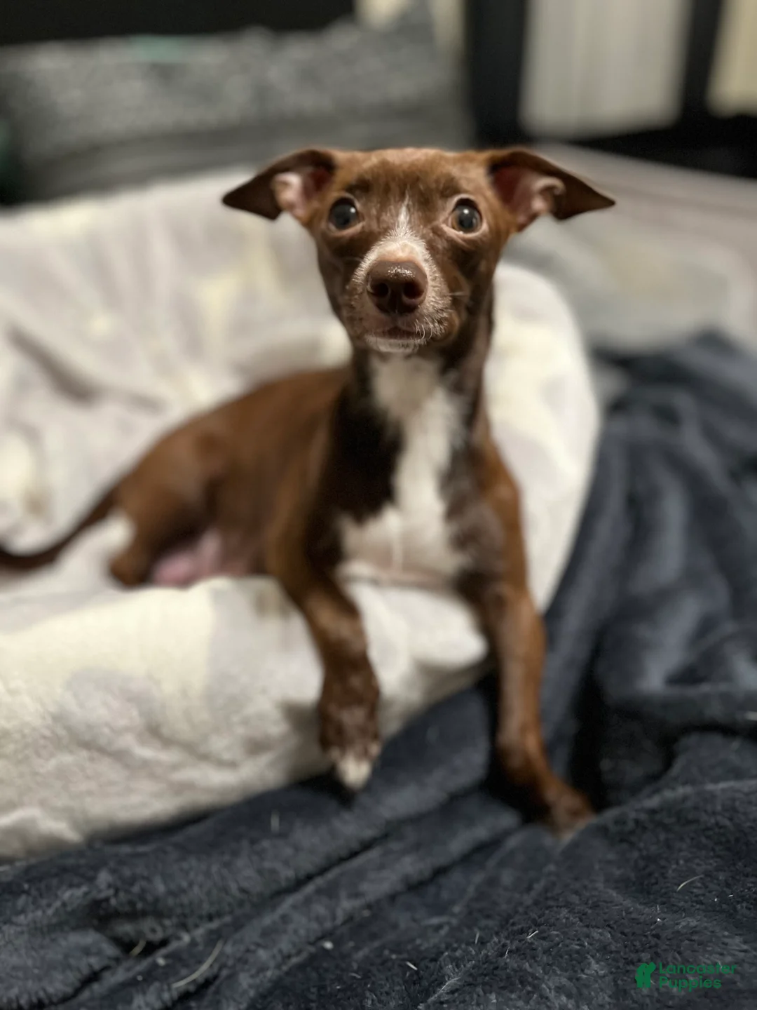 Chiweenie dogs for sale: Chiweenie Puppy 1 - Ad 2