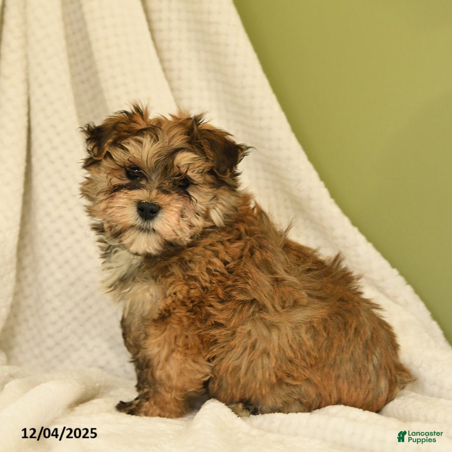 Havanese dogs Lonnie - Ad 11