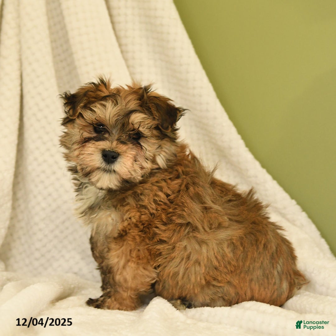 Havanese dogs for sale: Lonnie - Ad 1