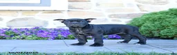 Cane Corso dogs for sale: Brandy - Ad 4