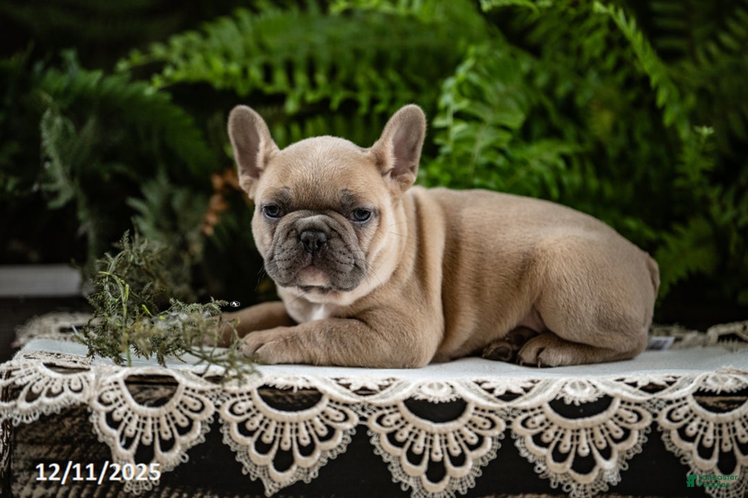 French Bulldog dogs for sale: Rebecca - Ad 2