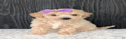 Bichpoo dogs for sale: Darla  - Ad 11