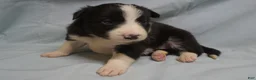 Border Collie dogs for sale: Wanda,  Puppy 1 - Ad 1