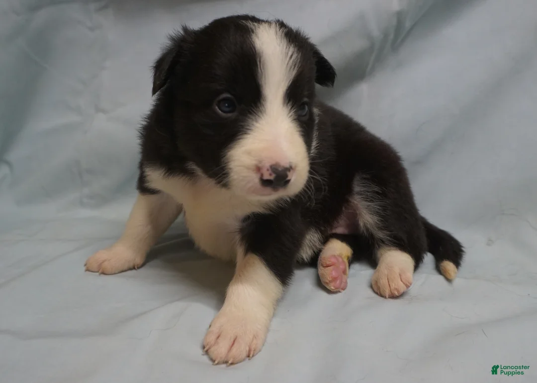Border Collie dogs for sale: Wanda,  Puppy 1 - Ad 1