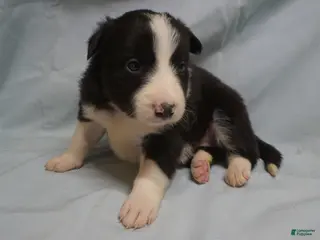 Border Collie dogs Wanda, Puppy 1 - Ad 42
