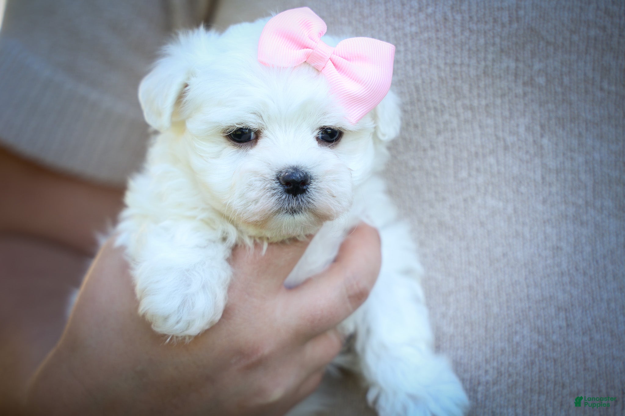 Maltese dogs Maribel🌸 - Ad 2