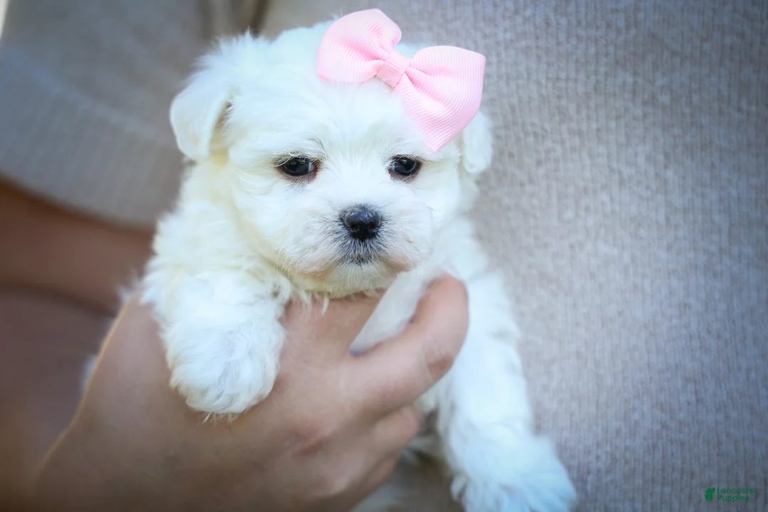 Maltese dogs for sale: Maribel🌸 - Ad 2
