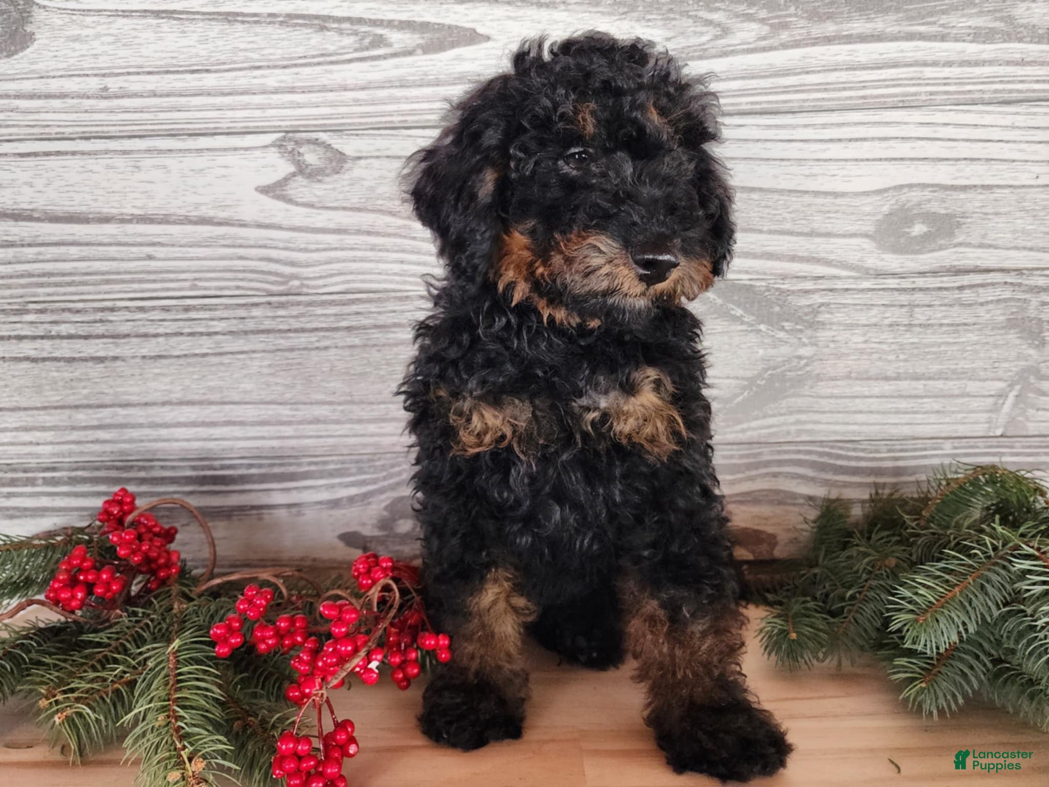 Mini Bernedoodle dogs Klaus - Ad 16