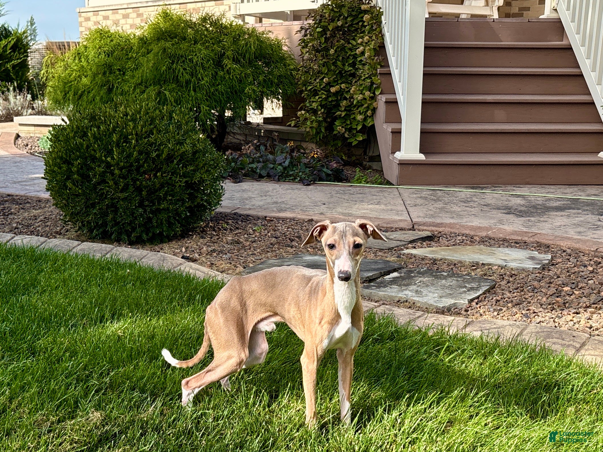 Italian Greyhound dogs for sale: Fawn male Italian Greyhound Puppy 1 - Ad 1