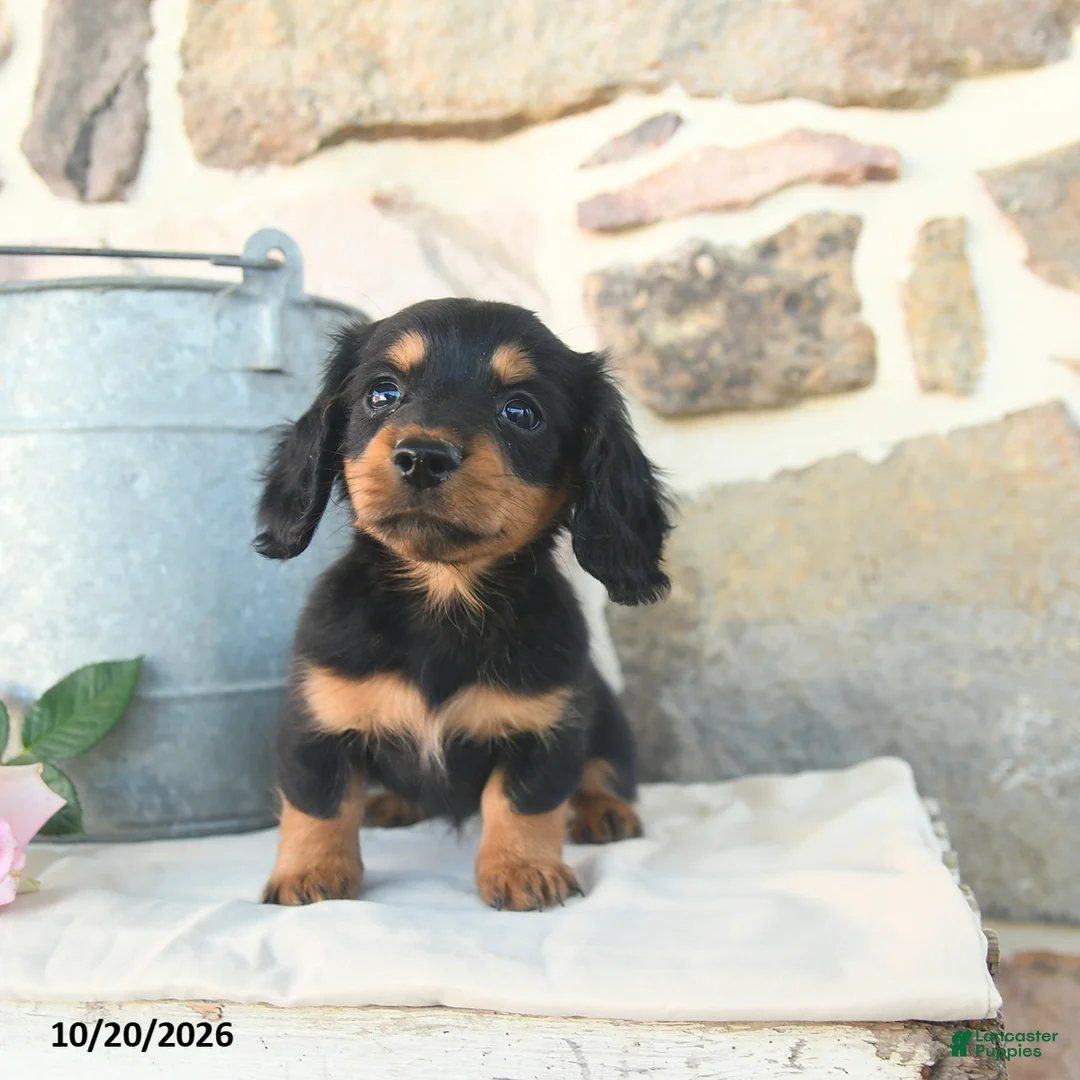 Miniature Dachshund dogs for sale: Dee   - Ad 2
