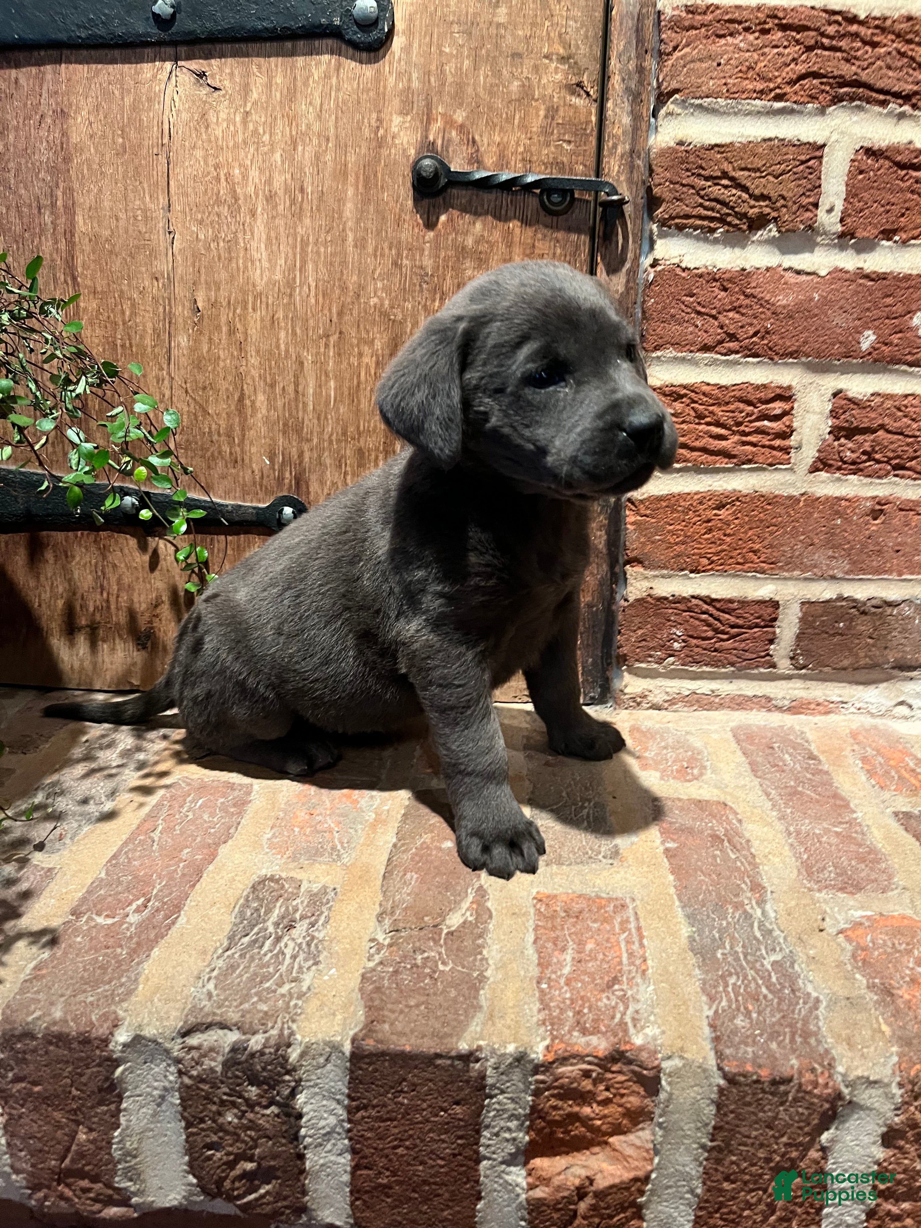 Labrador Retriever dogs Rosey - Ad 2