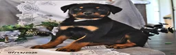 Rottweiler dogs for sale: Rosie - Ad 3