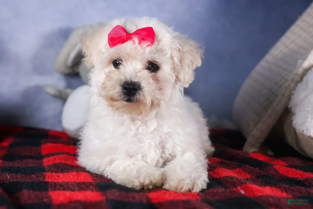 Bichon Frise dogs for sale: Dorria - Ad 5
