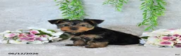 Yorkshire Terrier dogs for sale: Curvin - Ad 5