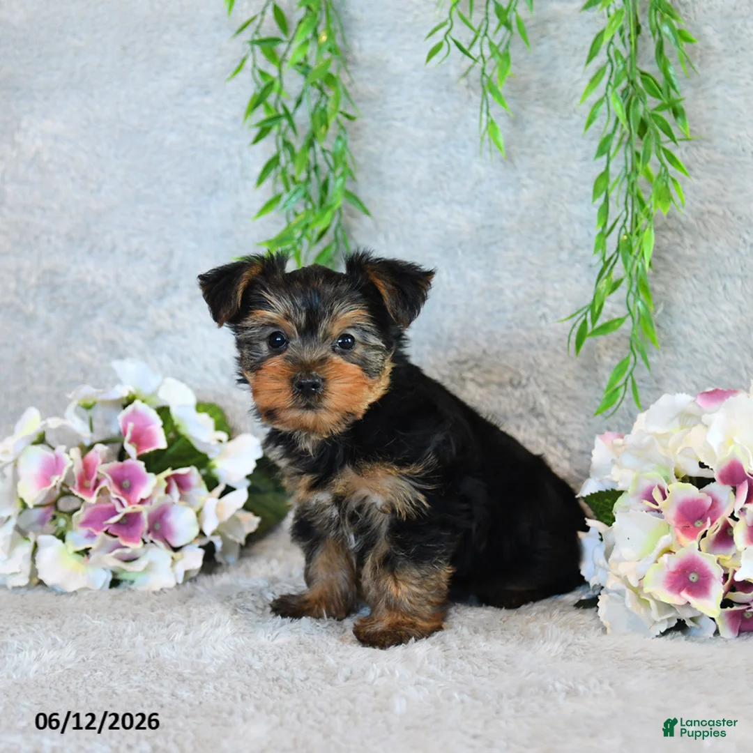 Yorkshire Terrier dogs for sale: Curvin - Ad 5