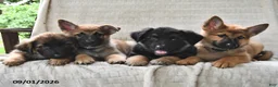 Mixed Breed dogs for sale: Buster - Ad 5