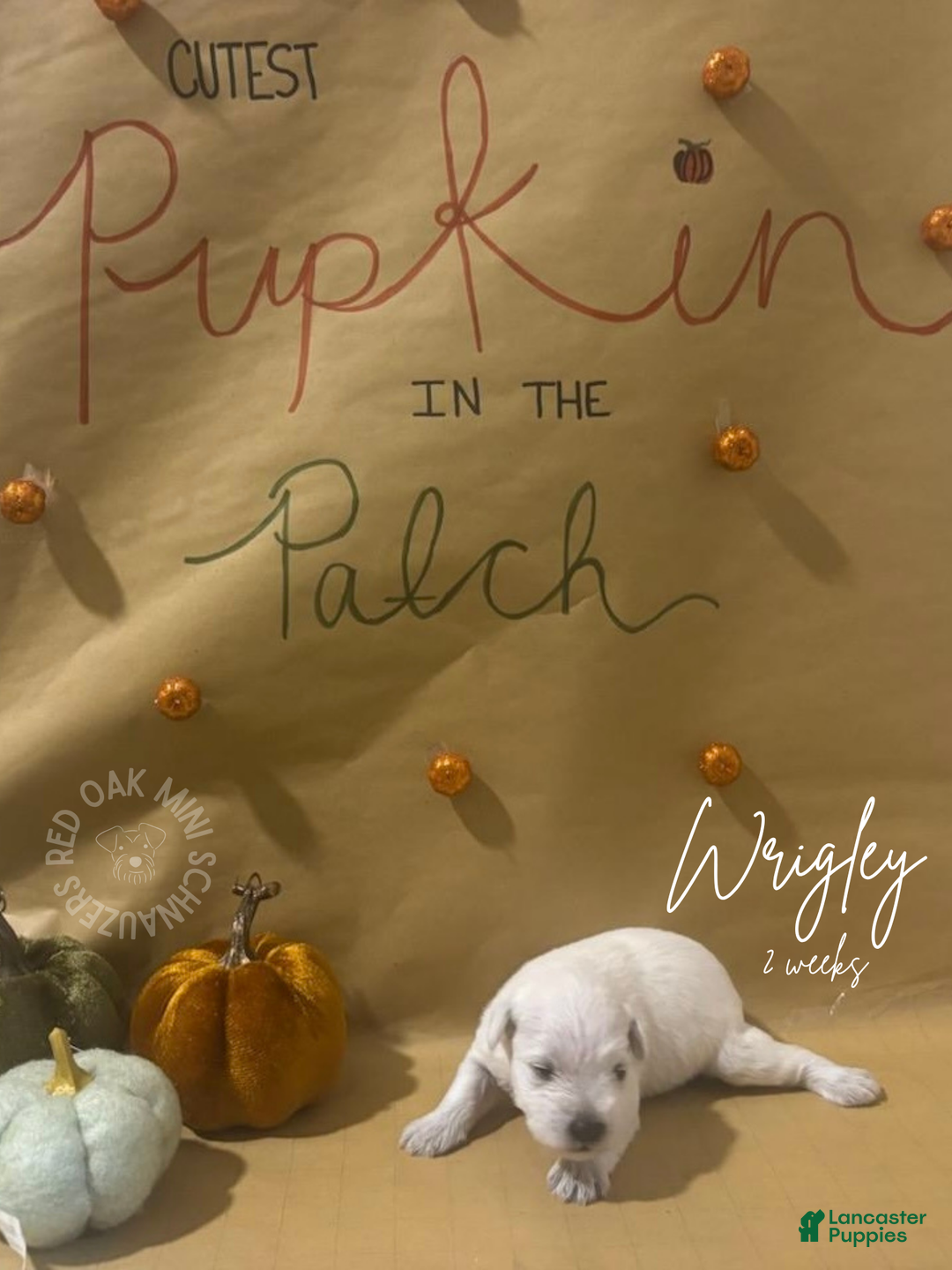 Miniature Schnauzer dogs for sale: Miniature Schnauzer Puppy 1 - Ad 1