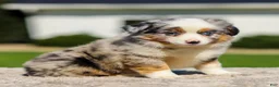 Miniature Australian Shepherd dogs for sale: Harmony - Ad 4