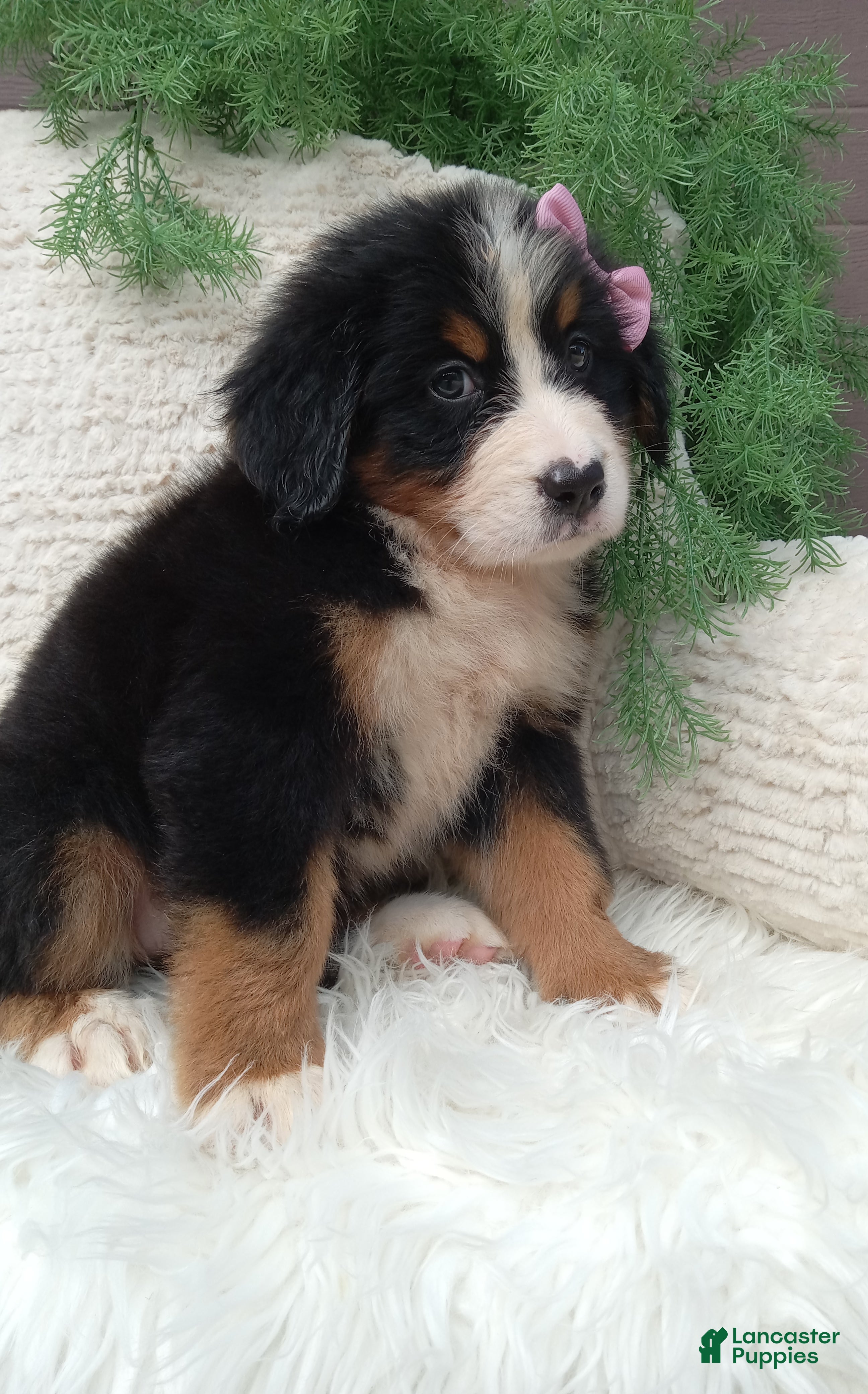 Bernese Mountain Dog dogs Molly - Ad 2