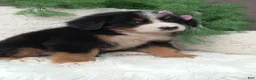 Bernese Mountain Dog dogs for sale: Molly - Ad 2