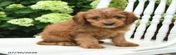 Cavapoo dogs for sale: Dusty - Ad 3