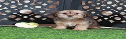 Shorkie dogs for sale: Katya Gorgeous Female Shorkie Puppy - Ad 2