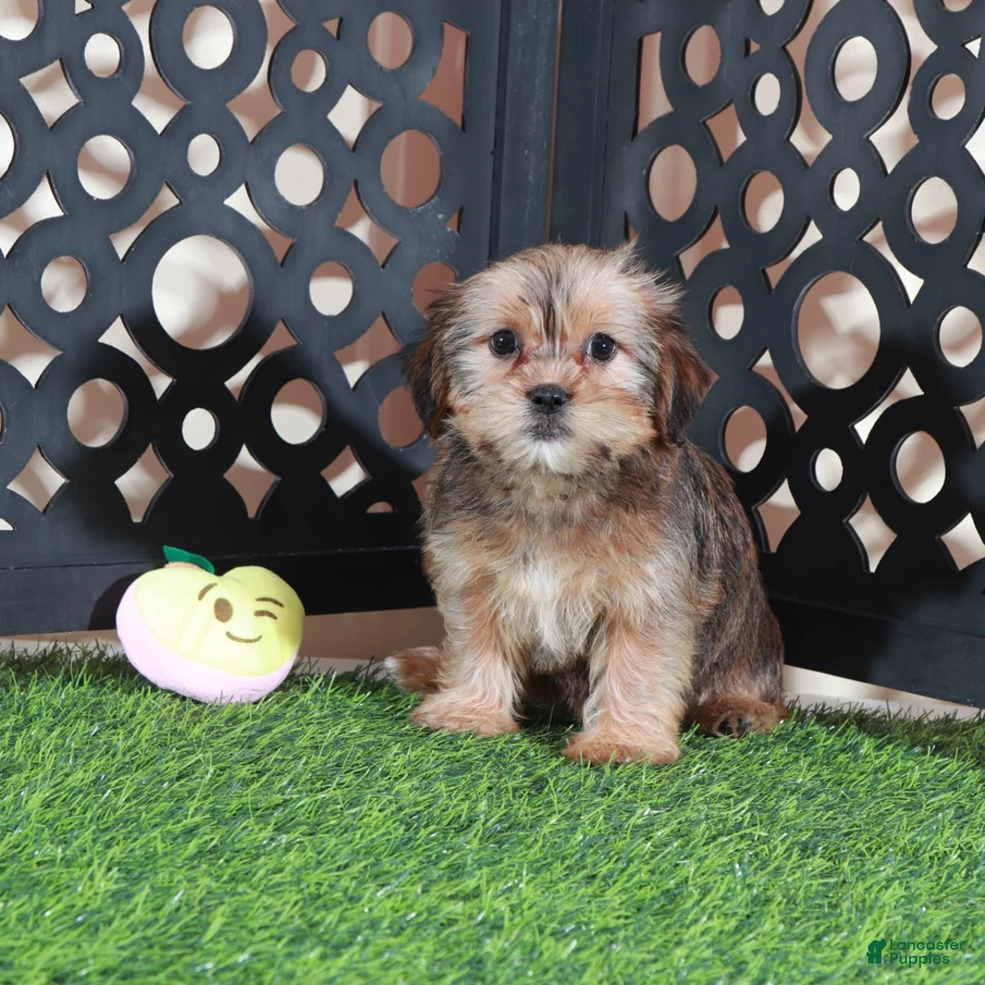 Shorkie dogs for sale: Katya Gorgeous Female Shorkie Puppy - Ad 2