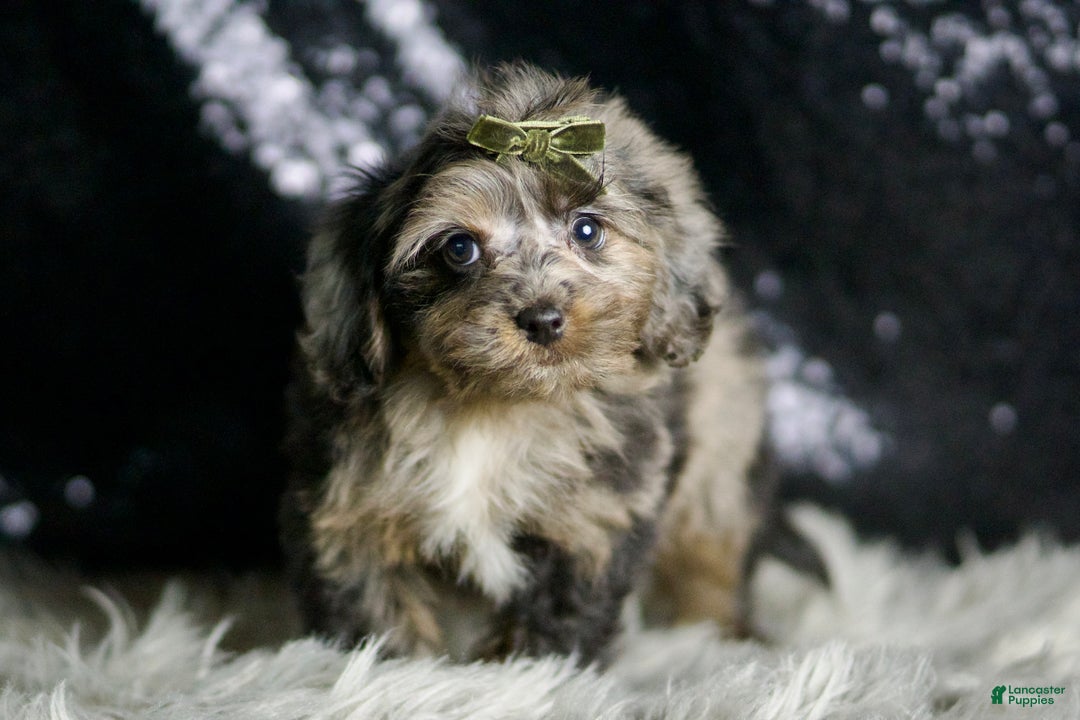 Yorkiepoo dogs for sale: Mario - Ad 5