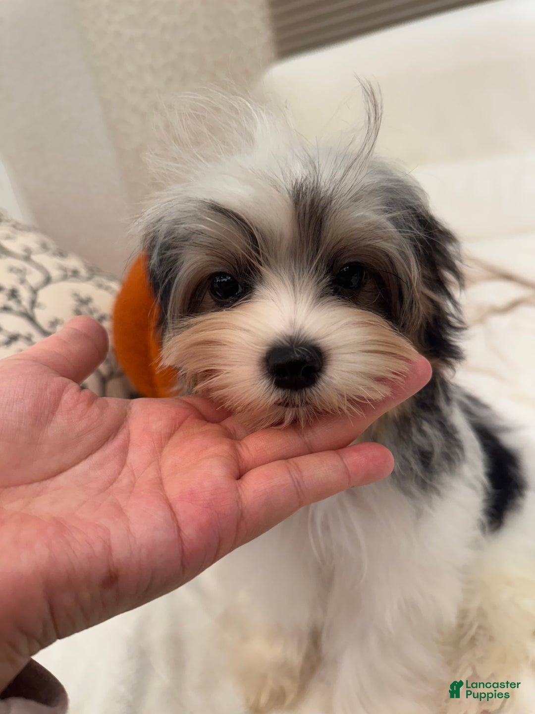 Morkie dogs for sale: Denis - Ad 2