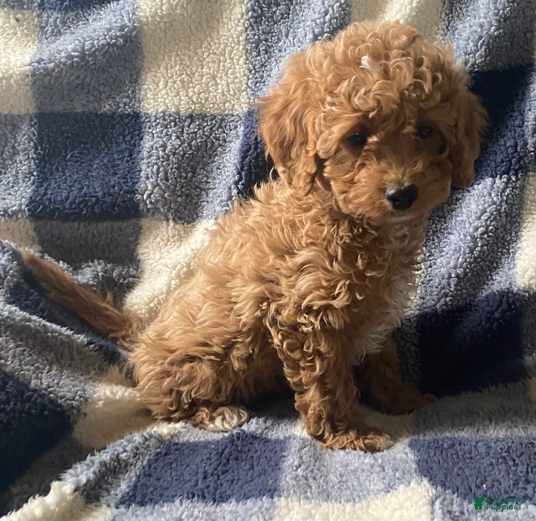 Cavapoo dogs for sale: Casper  - Ad 6