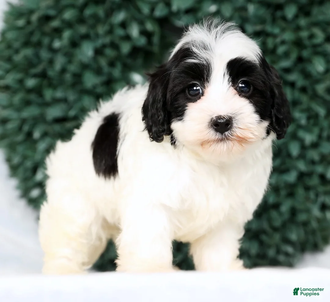 Havapoo dogs for sale: Lincoln - Ad 9