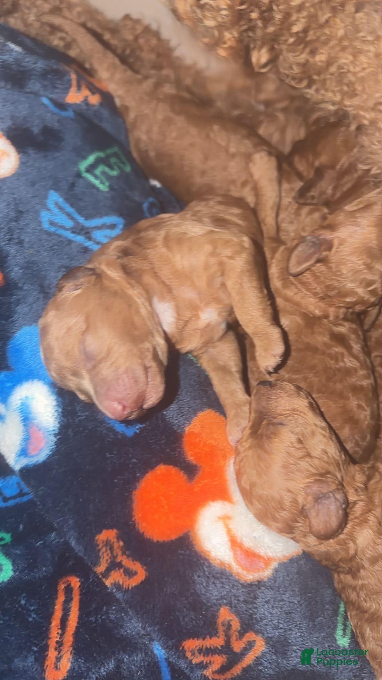 Mini Goldendoodle dogs Mini Goldendoodle Puppy 6 - Ad 10