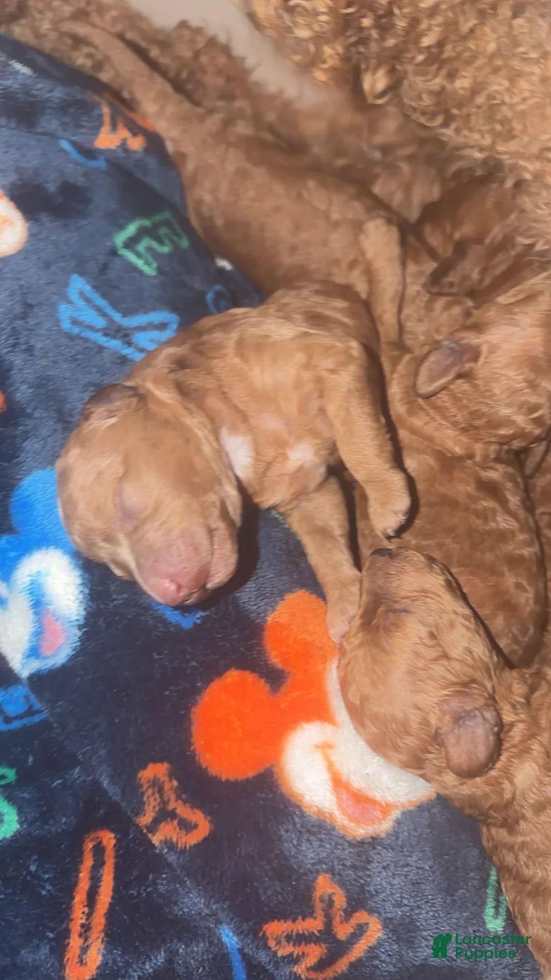 Mini Goldendoodle dogs for sale: Mini Goldendoodle Puppy 6 - Ad 1