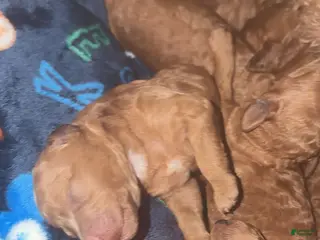 Mini Goldendoodle dogs Mini Goldendoodle Puppy 6 - Ad 10